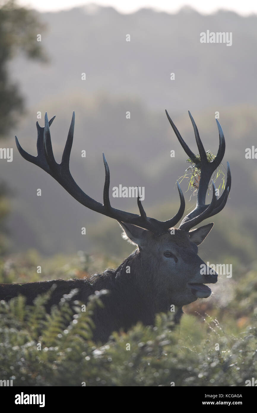 Stag Cervo in Richmond Park in una nebbiosa mattina a Londra il 3 ottobre 2017. Foto Stock