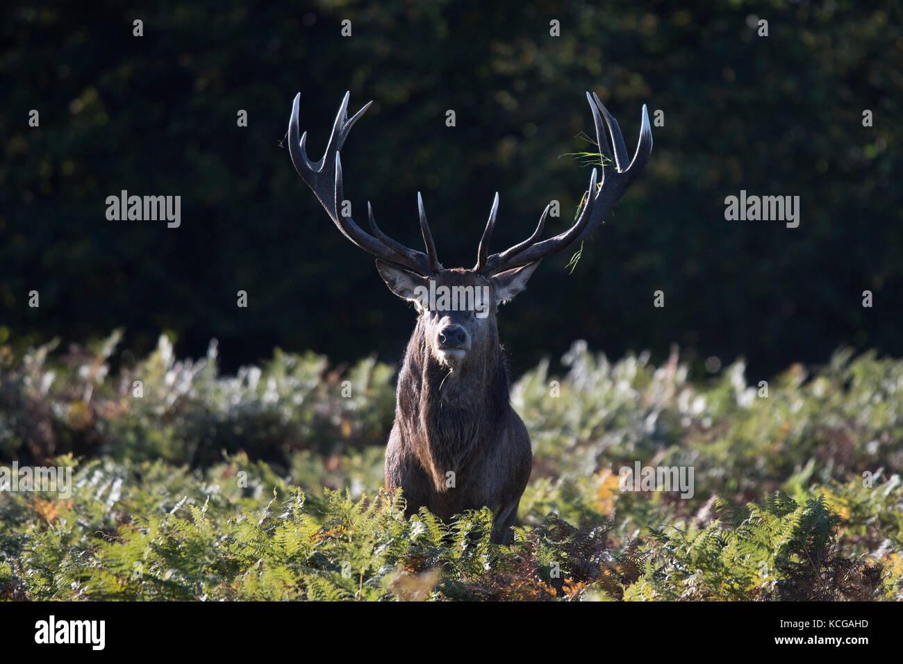 Stag Cervo in Richmond Park in una nebbiosa mattina a Londra il 3 ottobre 2017. Foto Stock