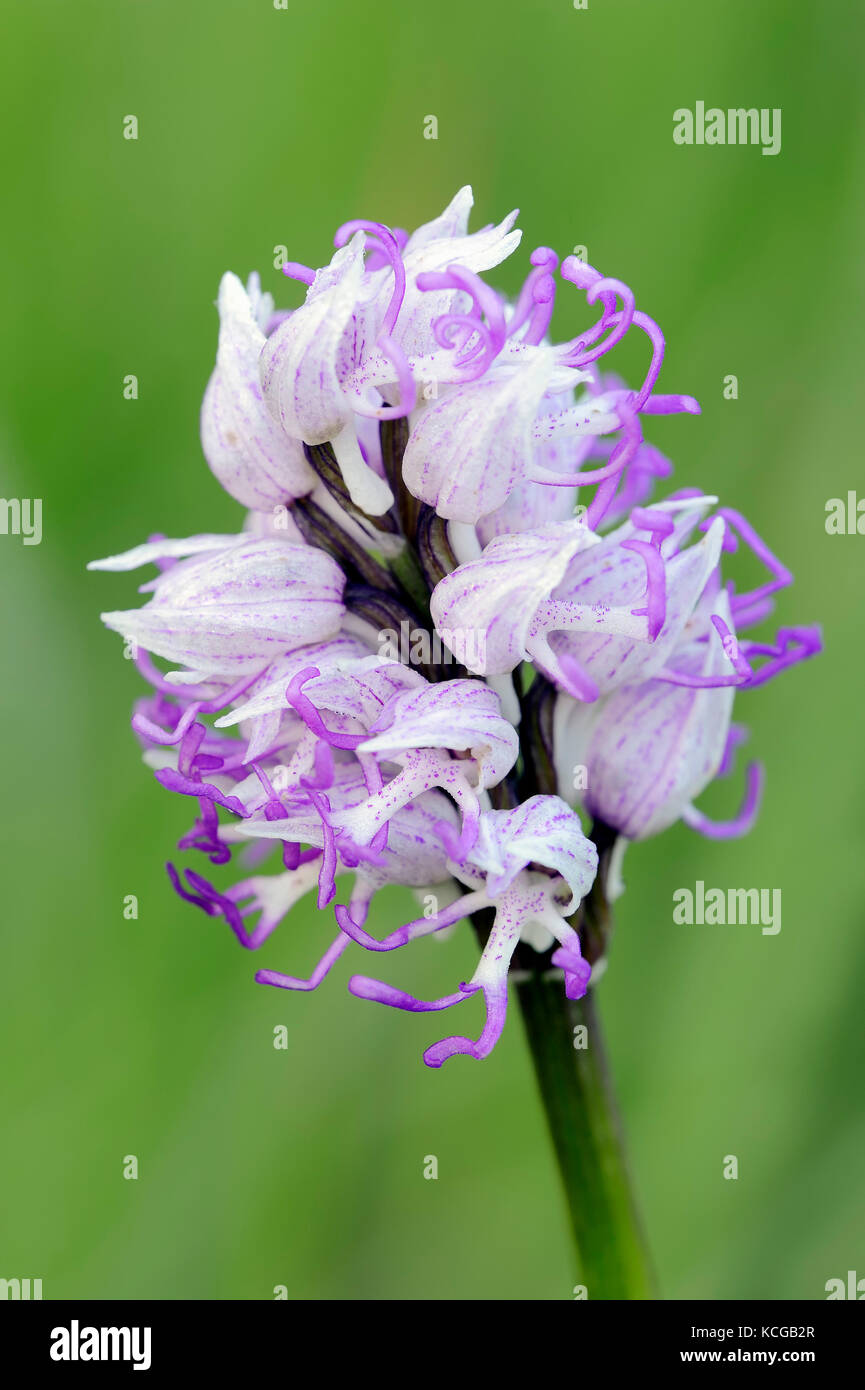 Orchide omiciattolo, Provenza, Francia meridionale / (Orchis simia) | Affen-Knabenkraut, Provenza, Suedfrankreich / (Orchis simia) Foto Stock