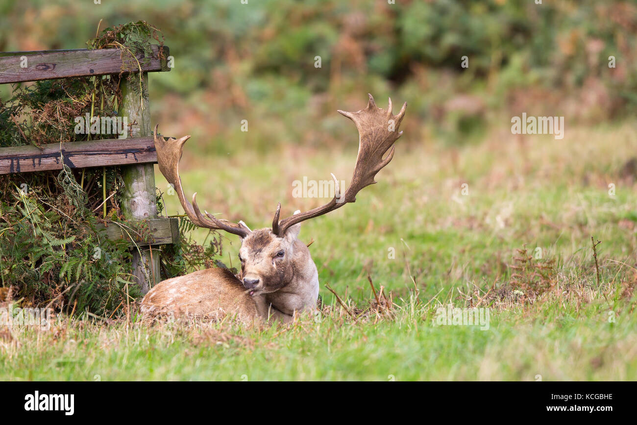 Il cervo selvatico britannico allaccia lo stag in autunno (Dama dama) con grandi formiche di palmate che si siedono isolate in erba leccando le sue ferite, esauste dopo una troia. Regno Unito strag. Foto Stock