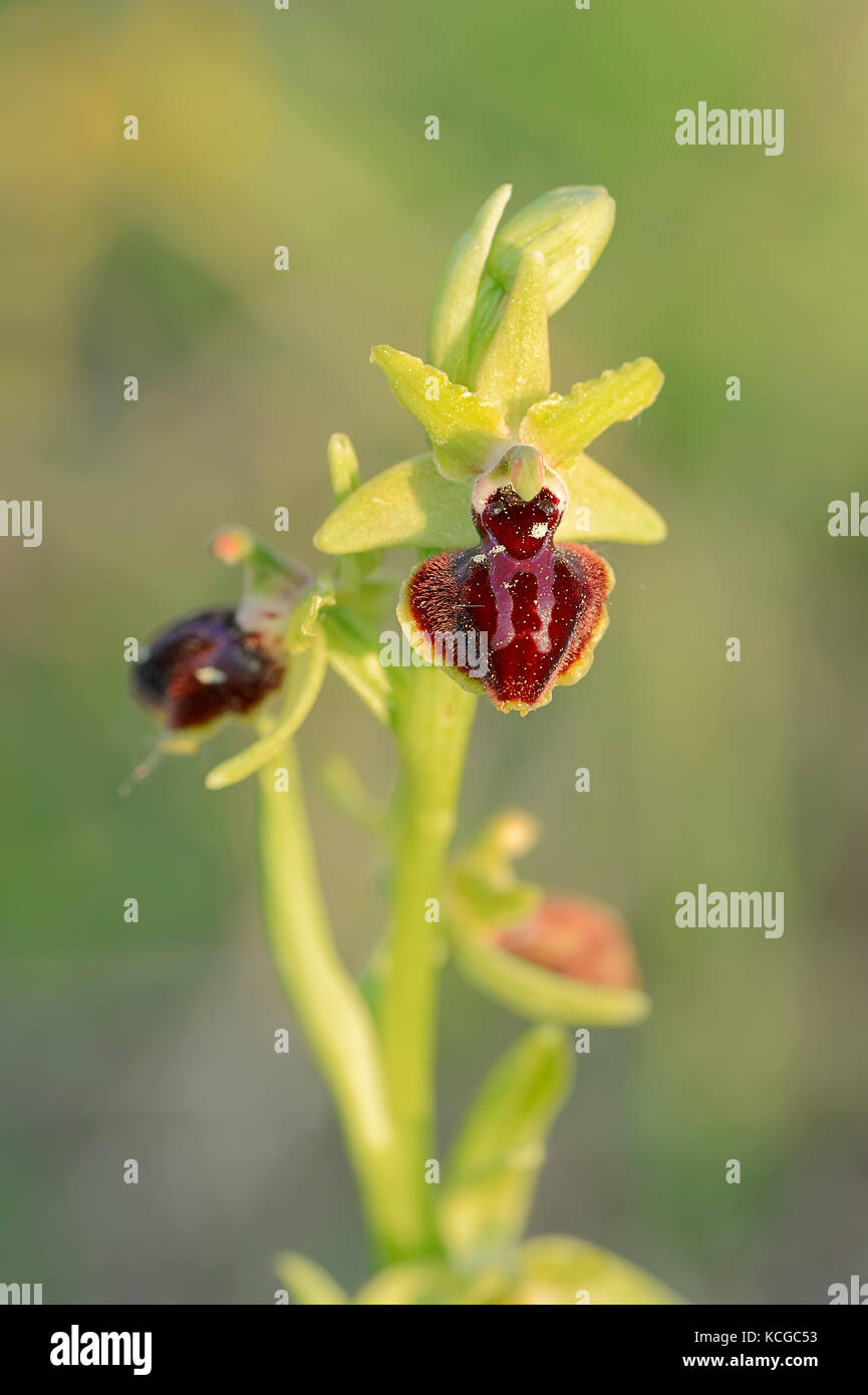 Kleine Spinnen-Ragwurz, Provenza, Suedfrankreich / (Ophrys araneola) / Kleine Spinnenragwurz | Piccola Spider Ophrys, Provenza, Francia meridionale / (Ophry Foto Stock