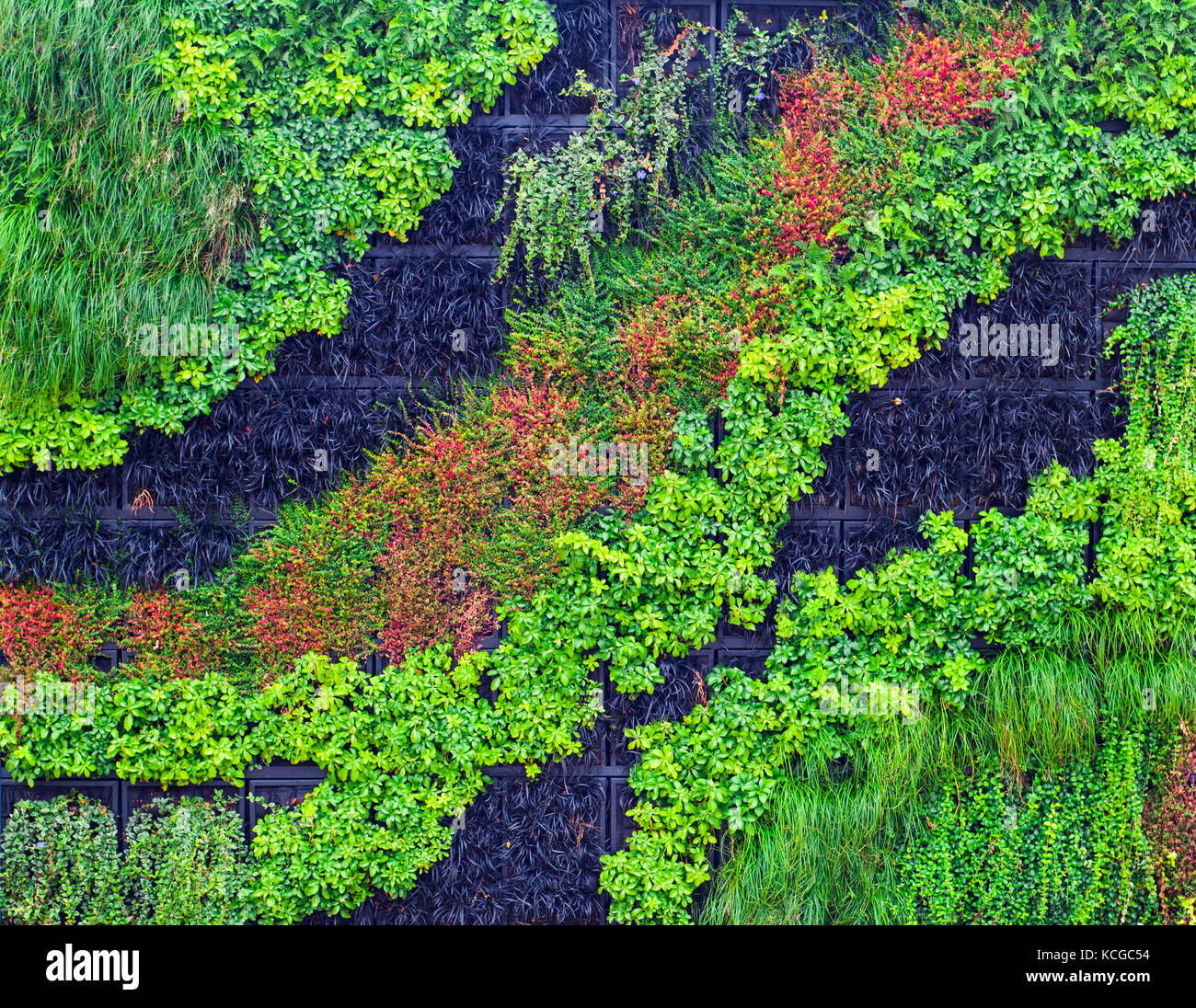 Giardino Verticale, Muro Verde a Wroclaw in Polonia. Foto Stock