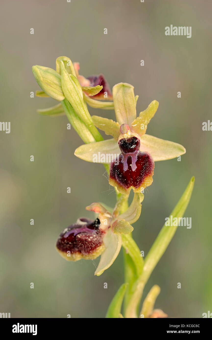 Piccola Spider Ophrys, Provenza, Francia meridionale / (Ophrys araneola) | Kleine Spinnen-Ragwurz, Provenza, Suedfrankreich Foto Stock