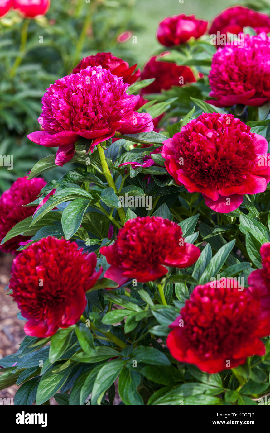 Paeonia lactiflora Peonia Rosso fascino maggio fiori peonie Foto Stock