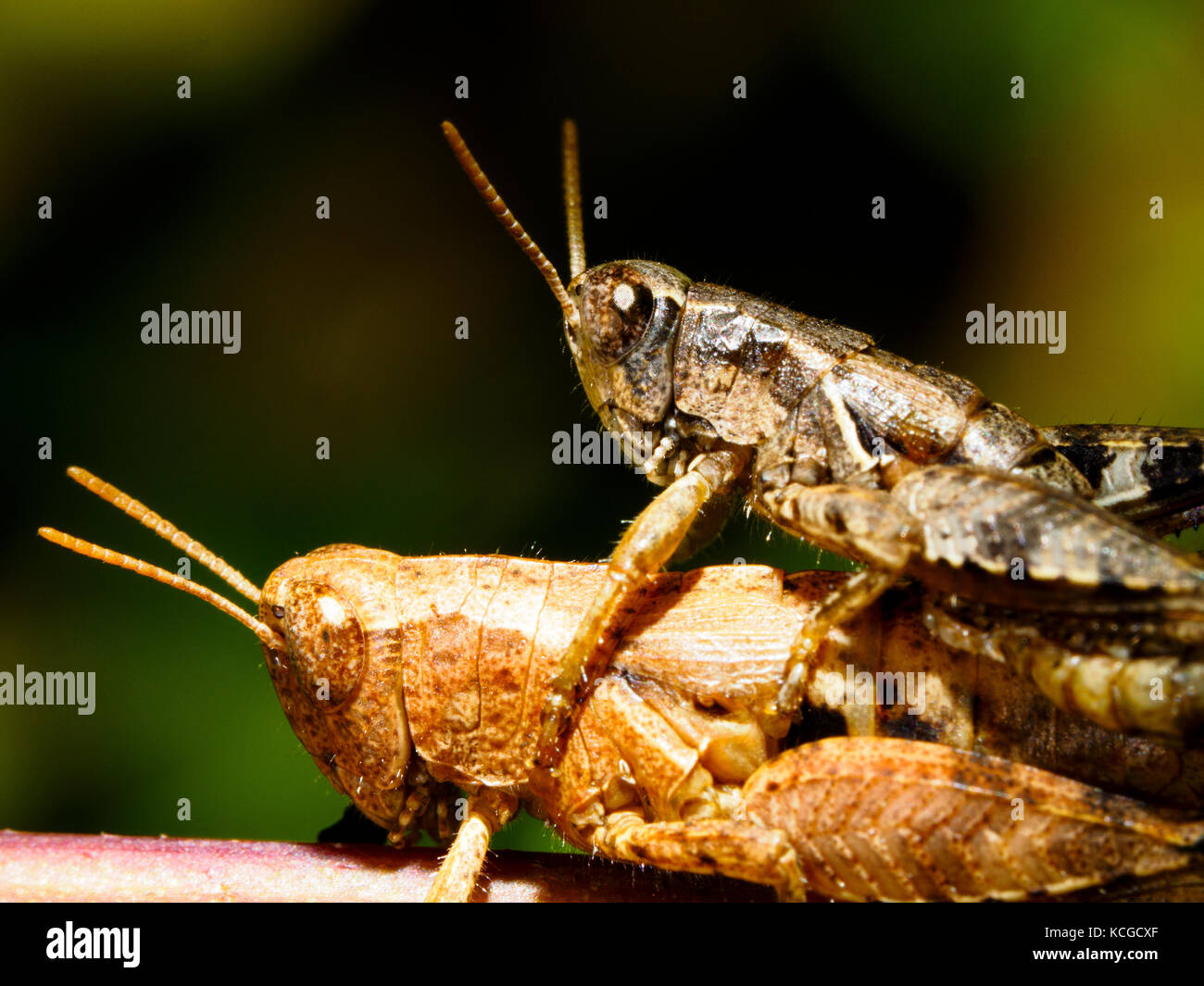 Italian locust (Calliptamus italicus) Foto Stock