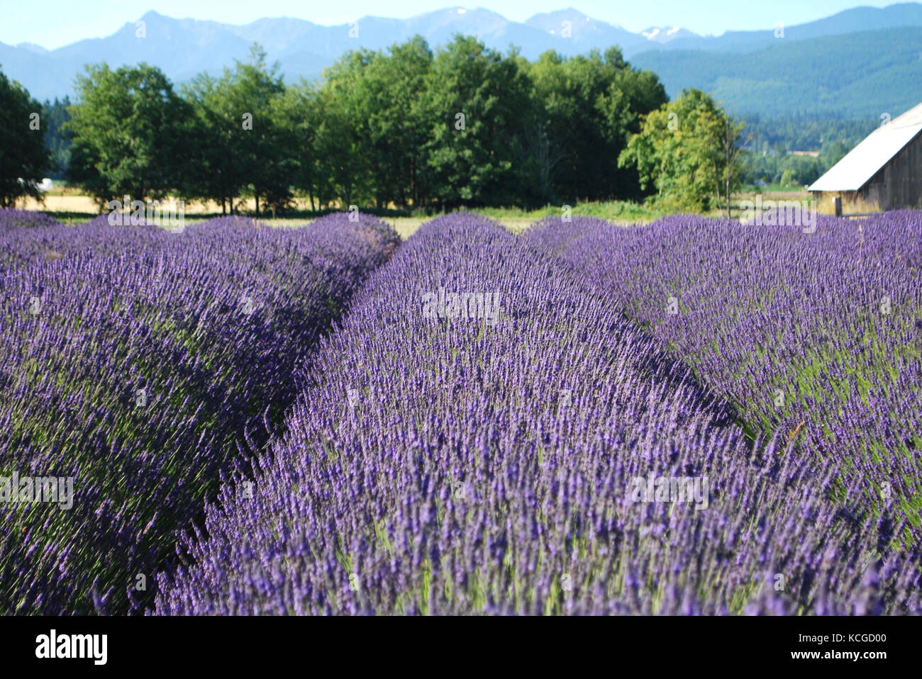 Campi di lavanda in fiore nel Sequim, WA. Stati Uniti d'America Foto Stock