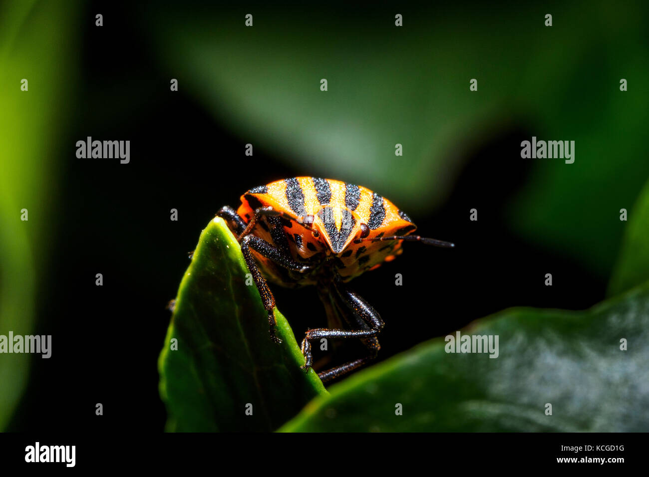 Striping italiano-bug / menestrello bug / Harlequin bug (Graphosoma lineatum / Graphosoma italicum) Foto Stock