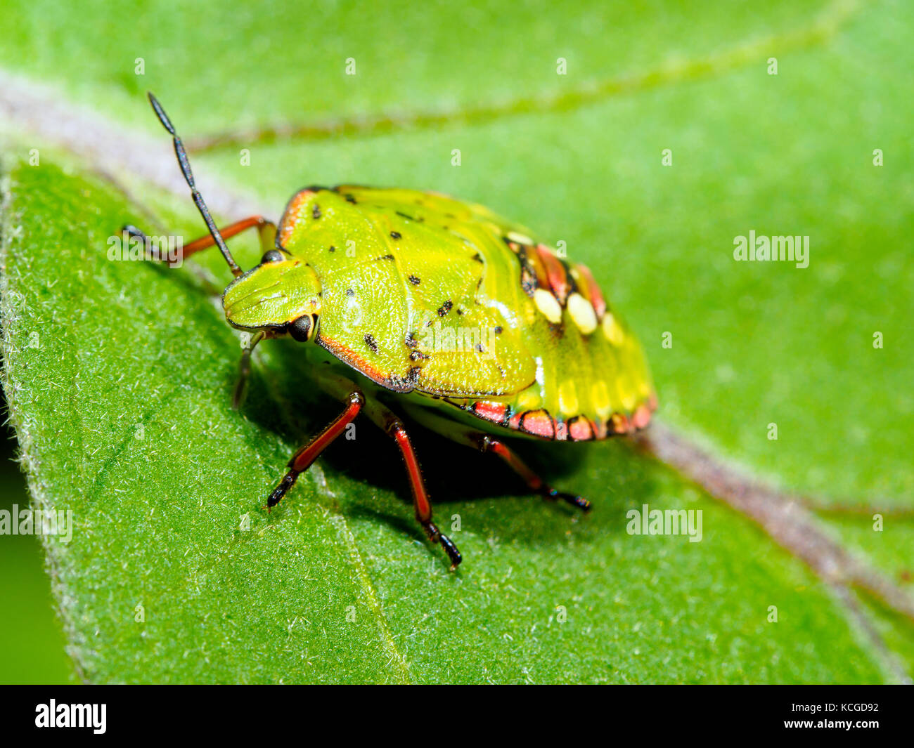 Sud scudo verde bug (Nezara viridula) - Italia Foto Stock