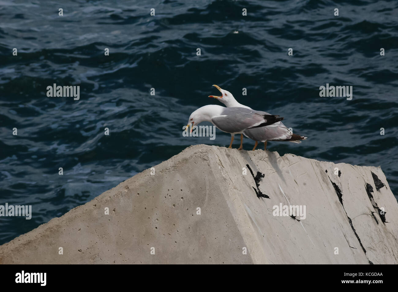 Due gabbiani squawking in un porto spagnolo, Llanes, Asturias, Spagna Foto Stock