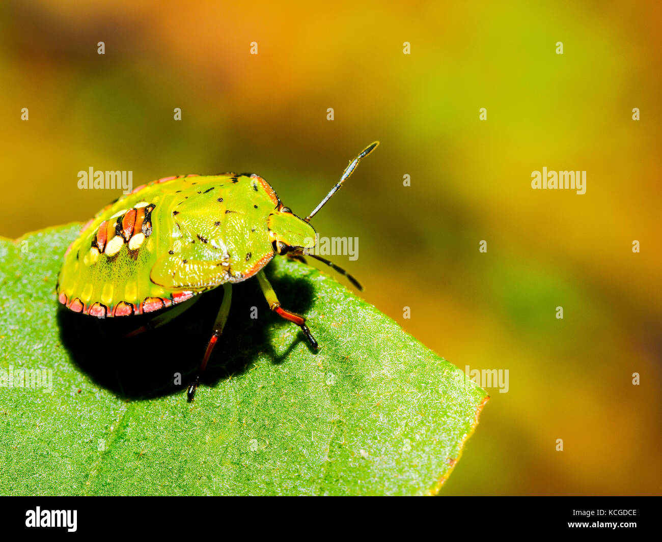 Sud scudo verde bug (Nezara viridula) - Italia Foto Stock
