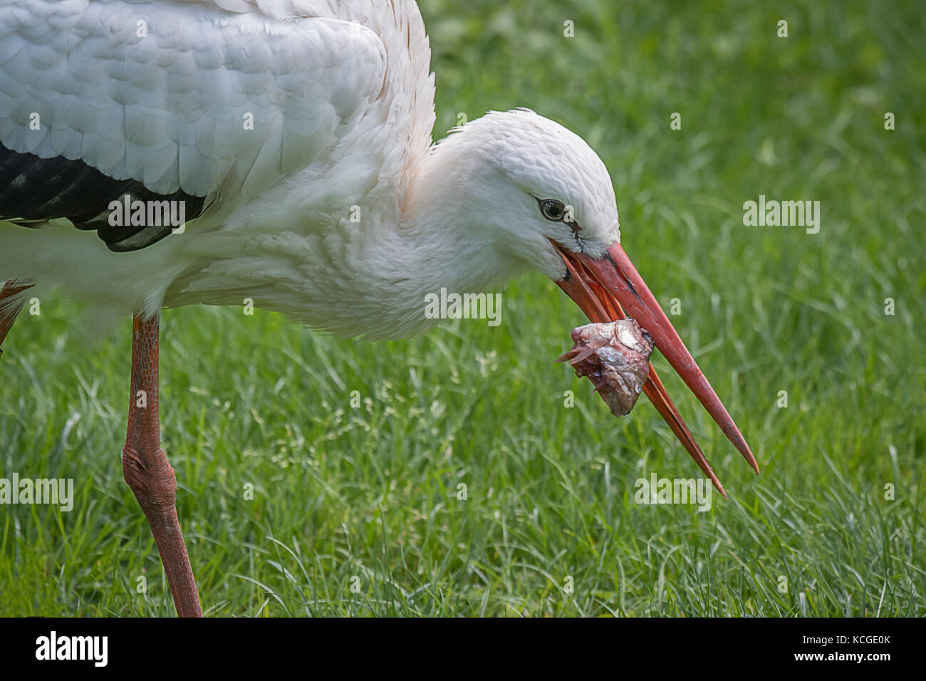 Un vicino l immagine di una cicogna bianca alimentazione su un pesce. una testa è ancora nel suo becco Foto Stock