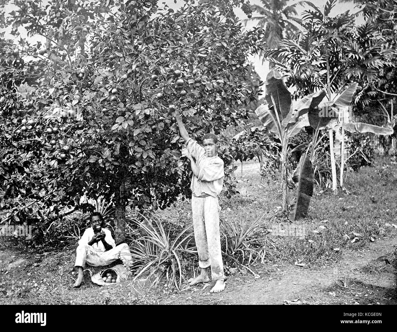 Giamaica, due uomini la raccolta di arance, arancio, digitale migliorata la riproduzione di una foto storiche dal (stimato) Anno 1899 Foto Stock