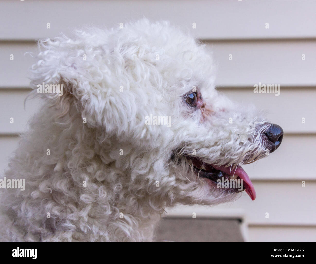 Una foto del profilo di un cane ansimante a causa del calore. Foto Stock