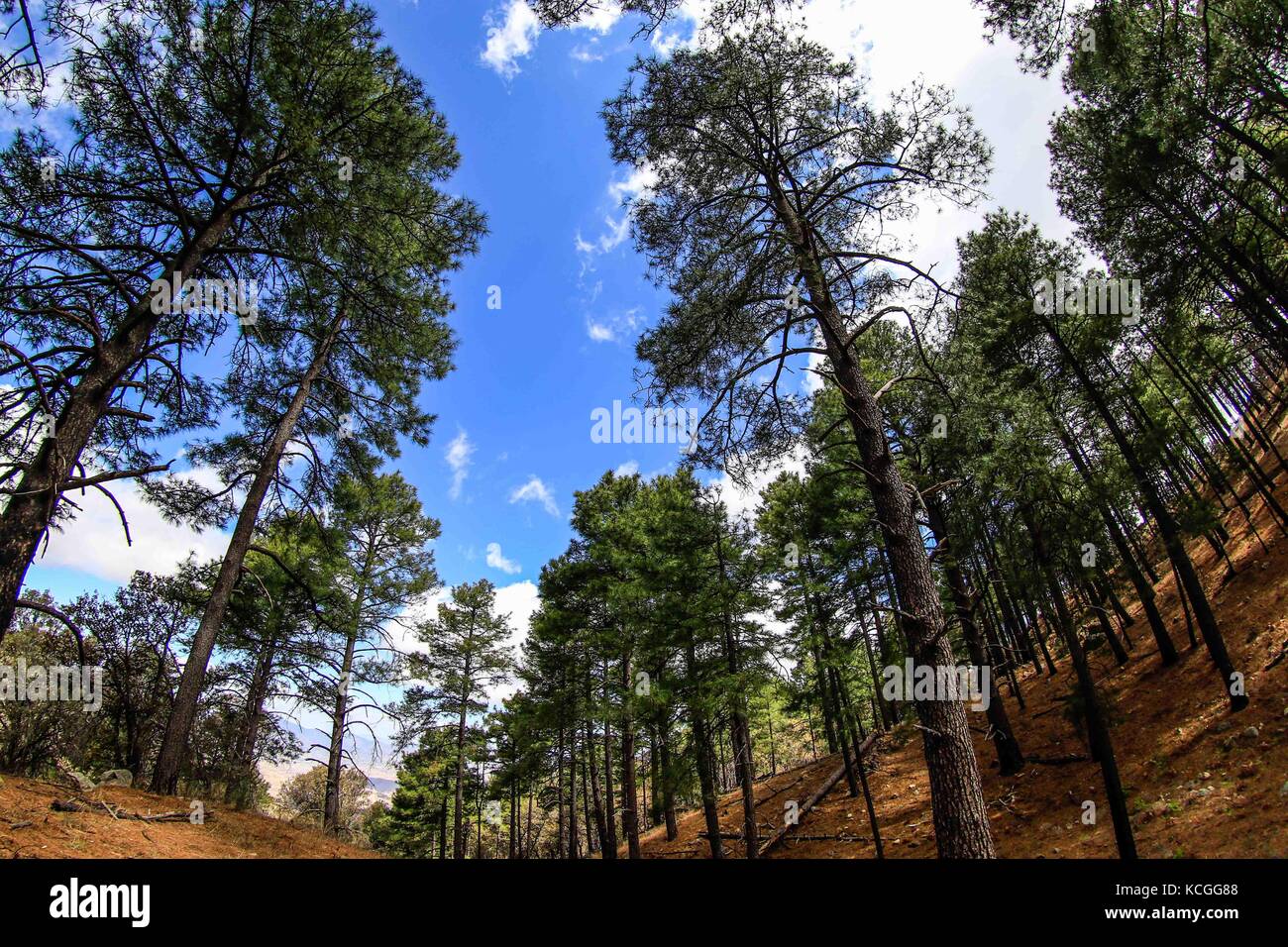 Scoperta madrense expedici-n (MDE) greatergood.org, en la sierra la elenita, para la realizaci-n de onu inventario biol-gico con onu gran grupo de par Foto Stock