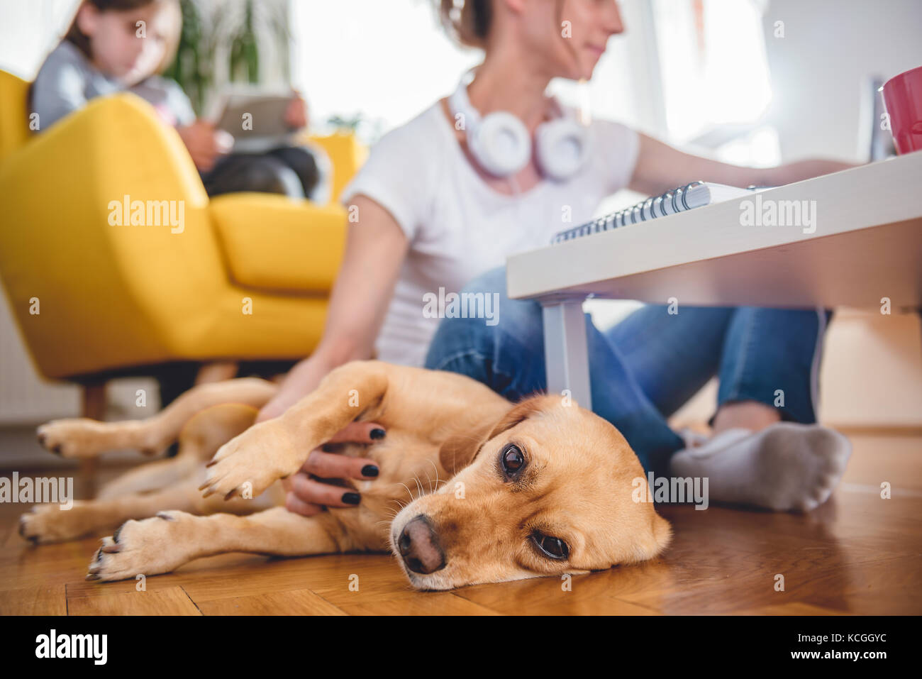 Small Yellow Dog posa sul pavimento dalla donna che è petting lui a casa Foto Stock