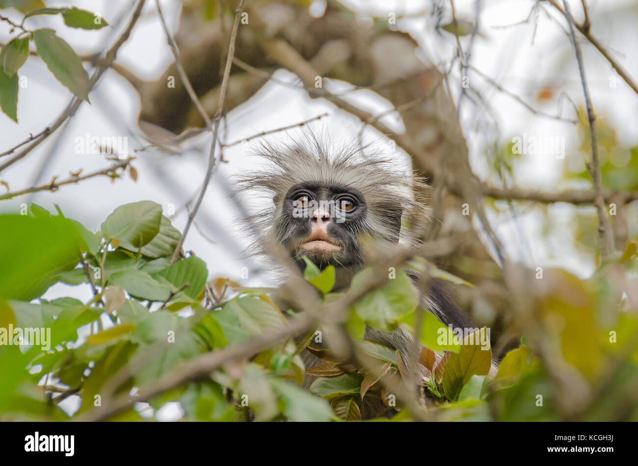 Zanzibar colobuses rosso o kirk's Red Colobus, scimmie del vecchio mondo i più minacciati gruppo tassonomico di primati in Africa, su un albero nella foresta di Jozani Foto Stock