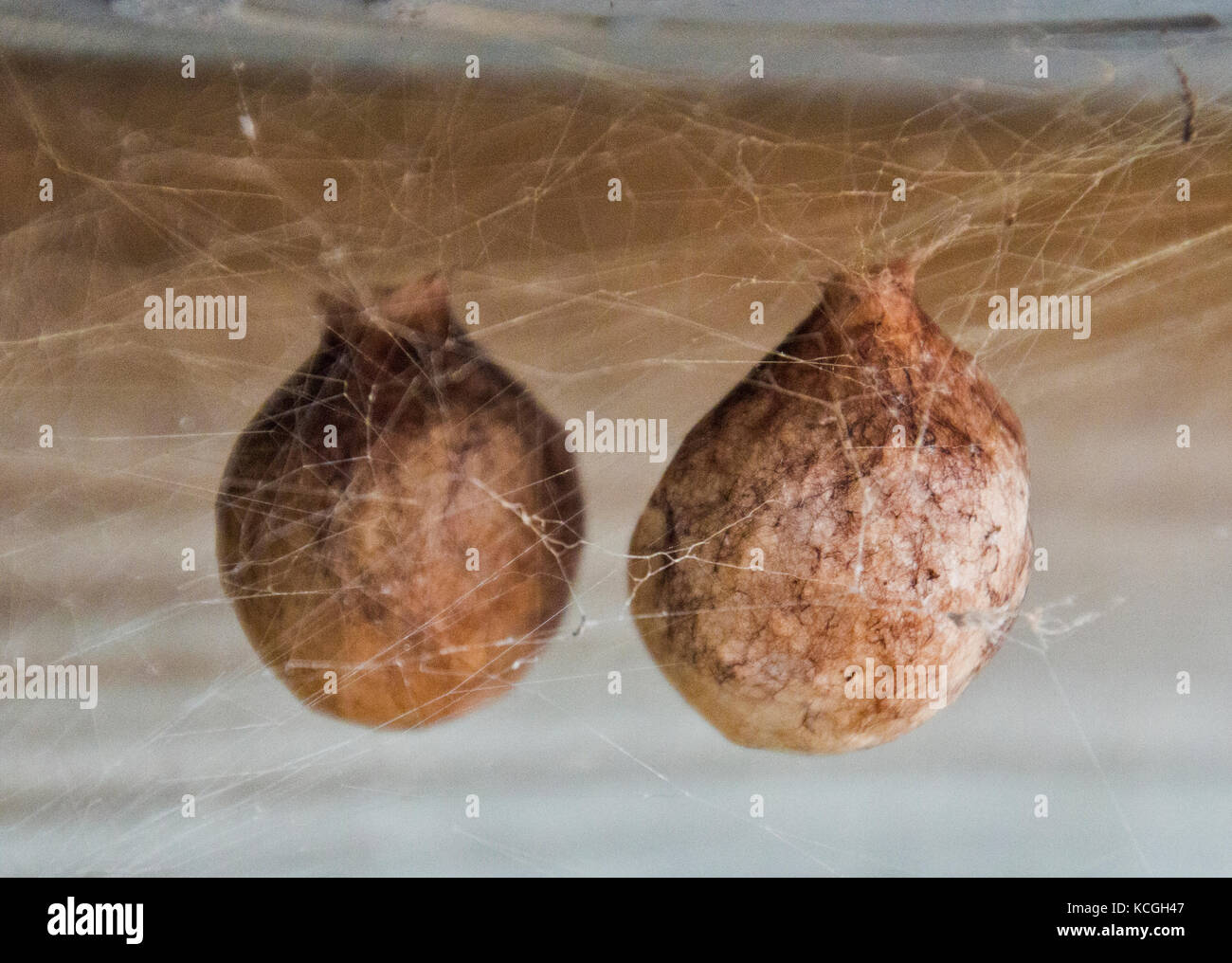 Due strani spider uova, sospesa in nastri. Foto Stock