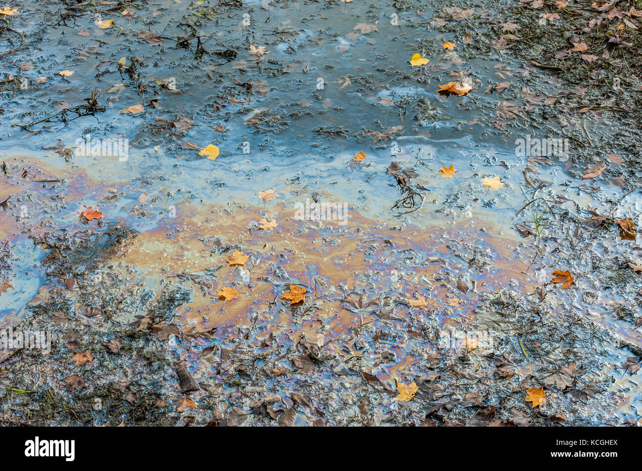 Close-up di fuoriuscite di olio che riflette i colori nella palude melmosa con caduta foglie. Foto Stock