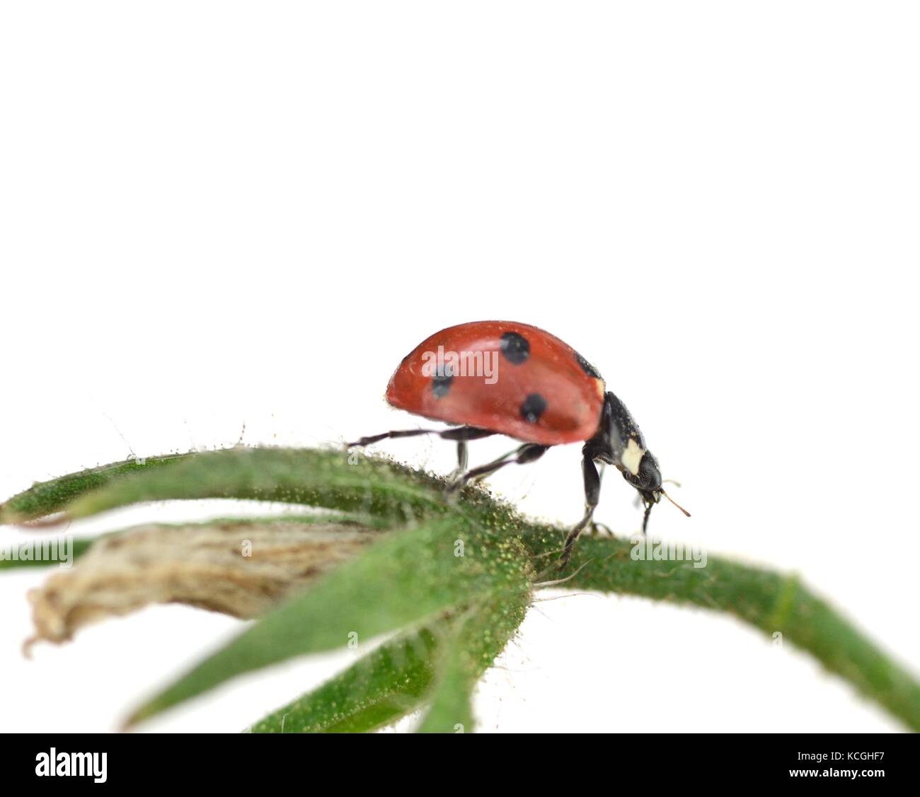 Macro immagini di ladybird beetle su una pianta di pomodoro Foto Stock