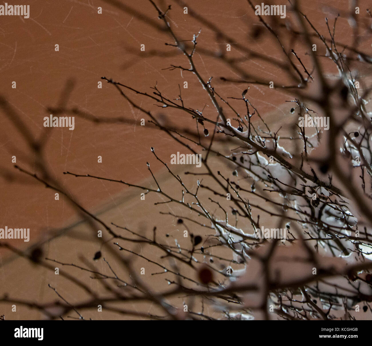 Neonata tree gemme durante una tempesta di neve. Foto Stock