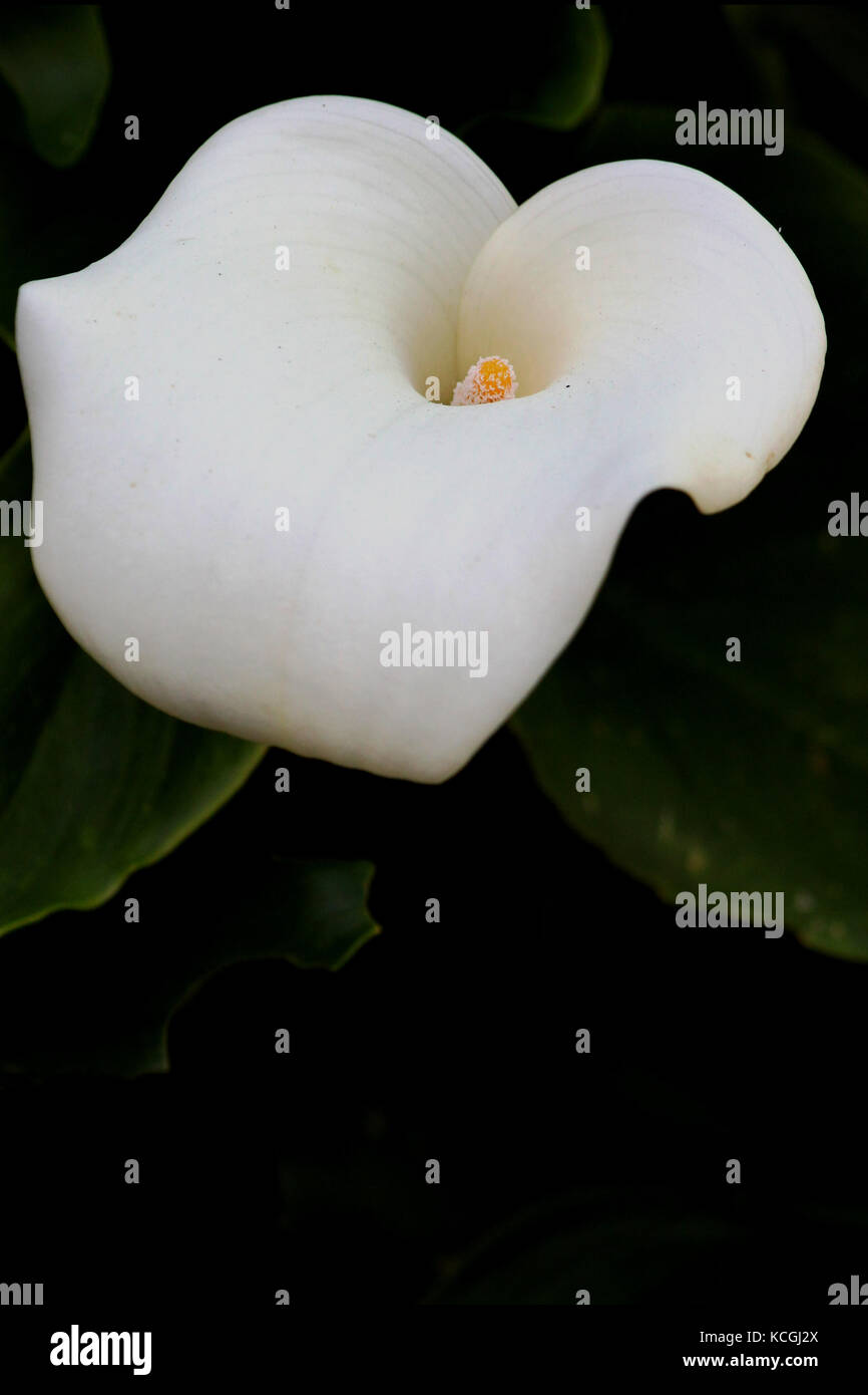 La pasqua lily Foto Stock