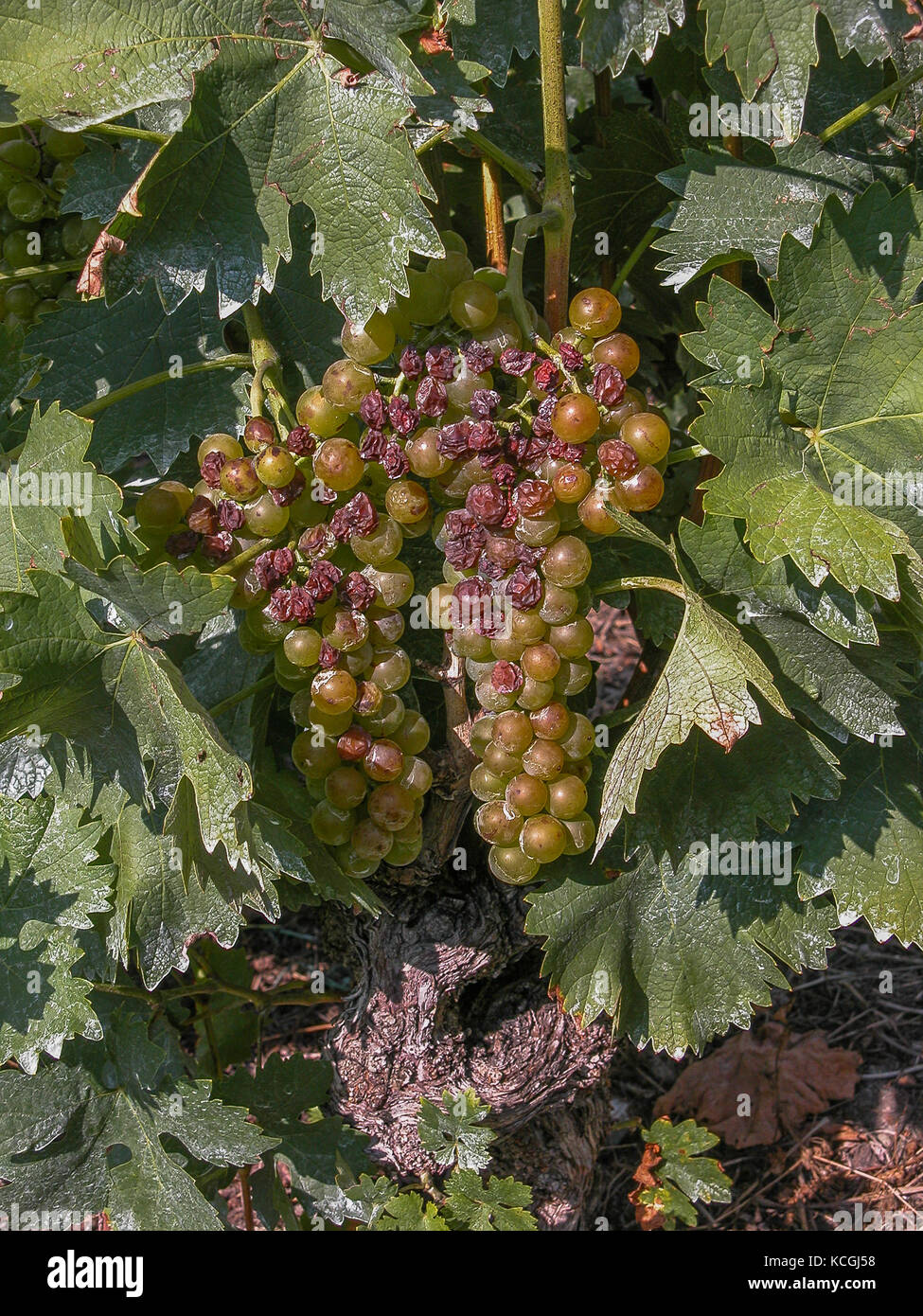 Winegrapes a Sion, Vallese, Svizzera Foto Stock