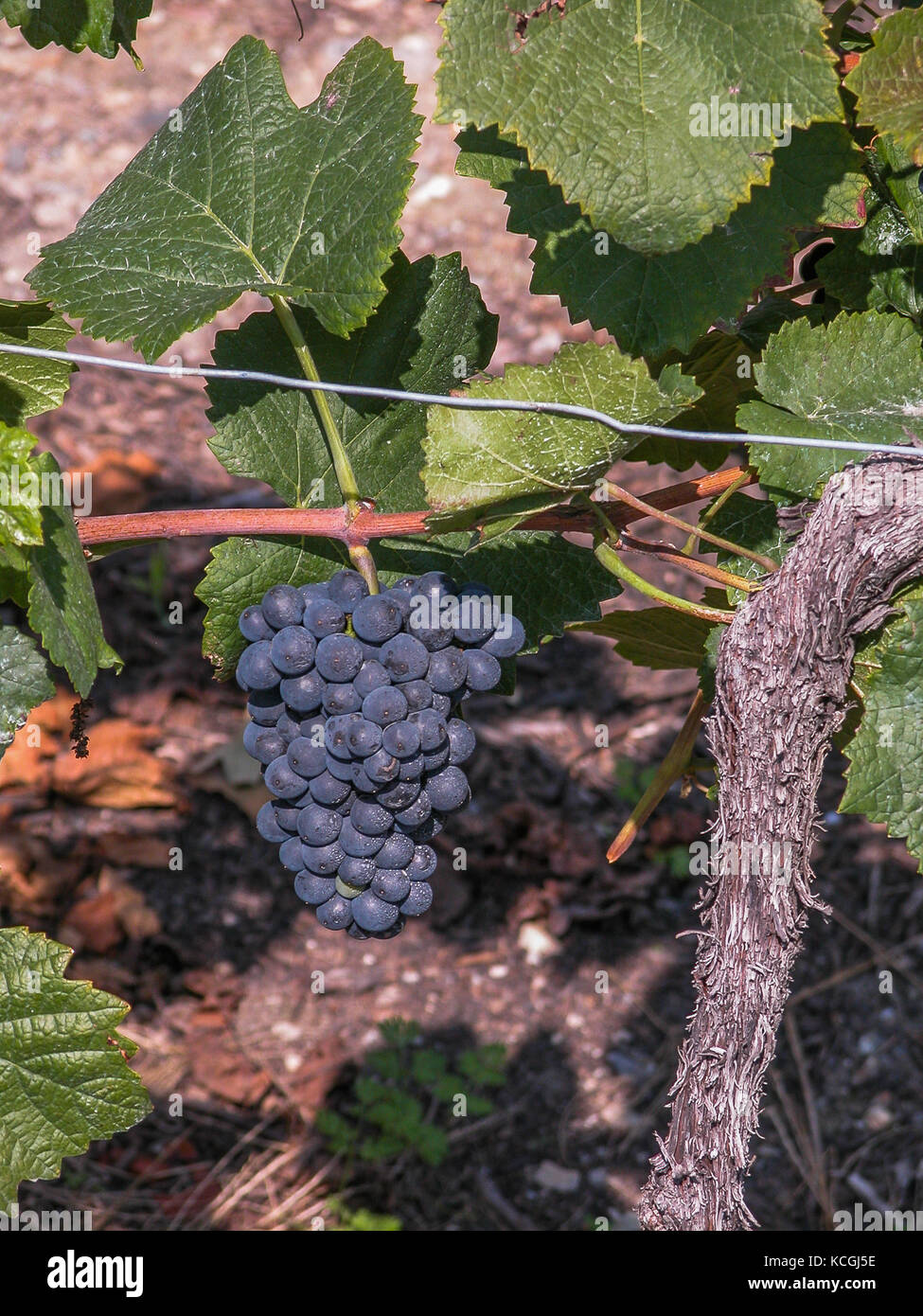 Winegrapes a Sion, Vallese, Svizzera Foto Stock