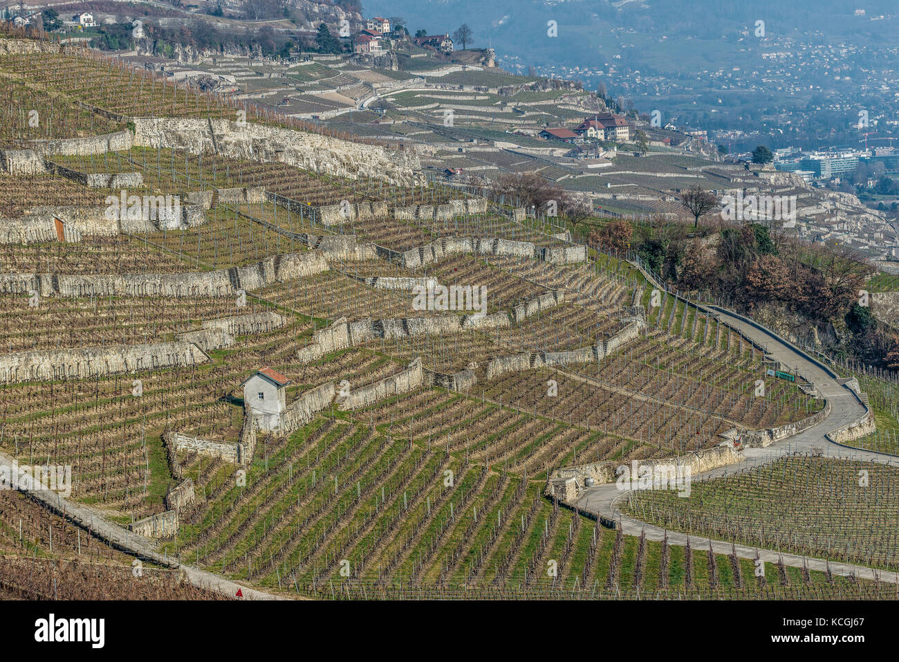 Vineyarsds intorno Rivaz, Lavaux, Vaud, Svizzera Foto Stock