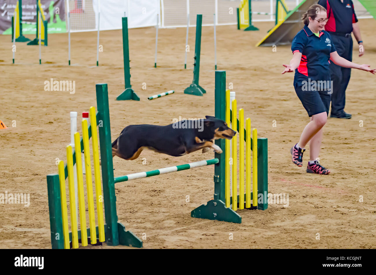 Agilità del cane di Associazione Nazionale Australiano Grand Prix. Tamworth, Australia. Foto Stock