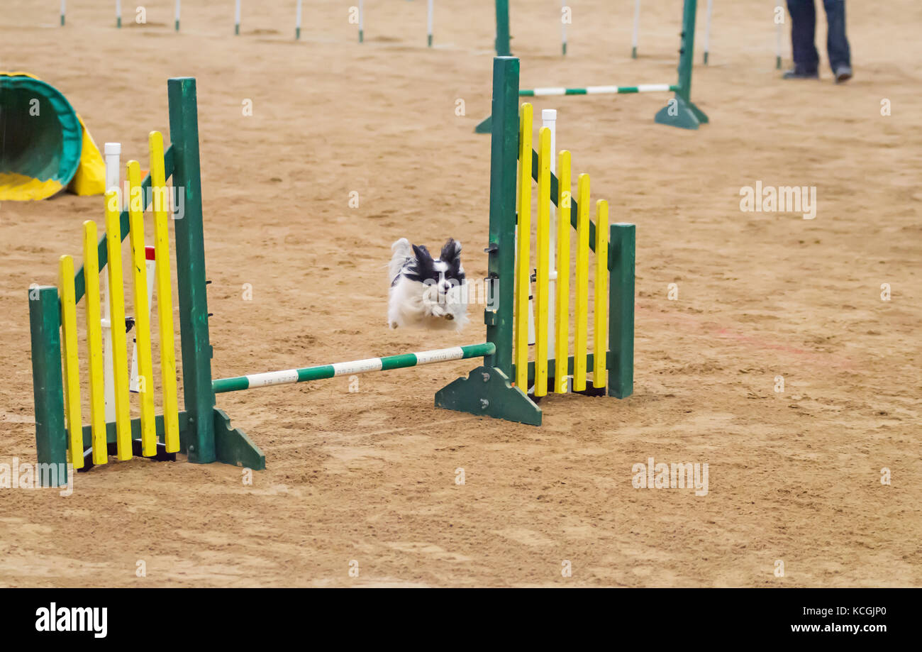 Agilità del cane di associazione nazionale australiano grand prix. Tamworth, Australia.2017. Foto Stock