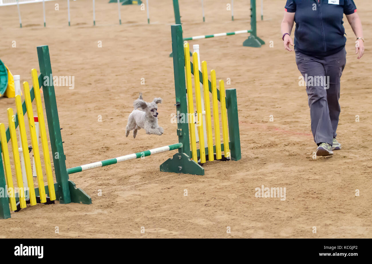 Agilità del cane di associazione nazionale australiano grand prix. Tamworth, Australia.2017 Foto Stock