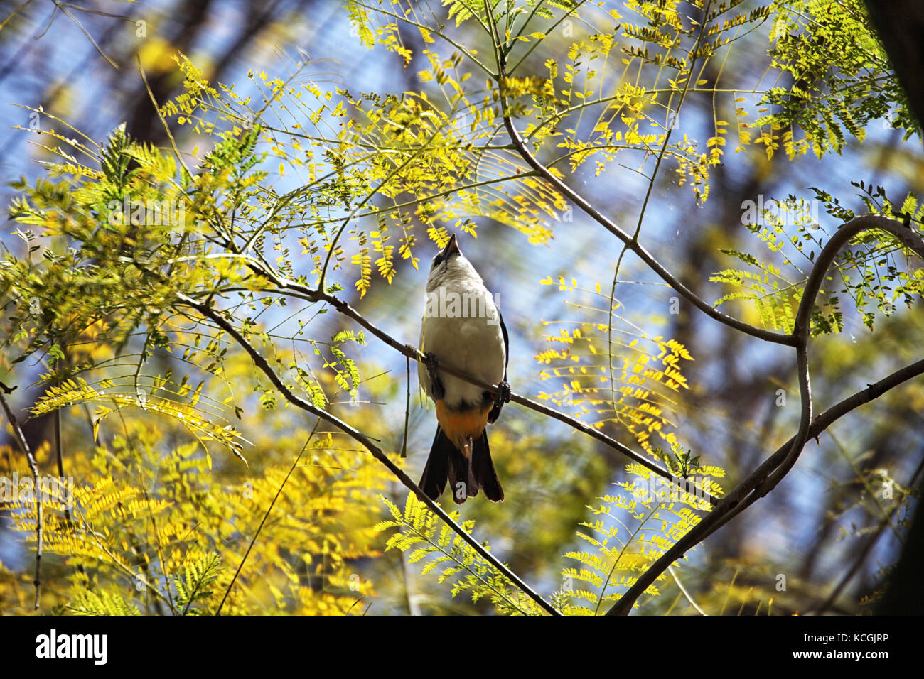 Bird seduti sui rami verdi in san diego safari park Foto Stock