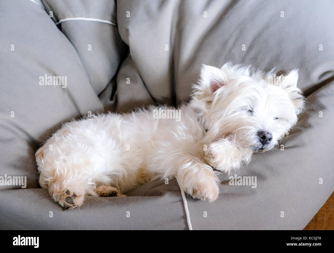 Senior West Highland White Terrier westie cane dorme in un bean bag cercando carino e confortevole Foto Stock