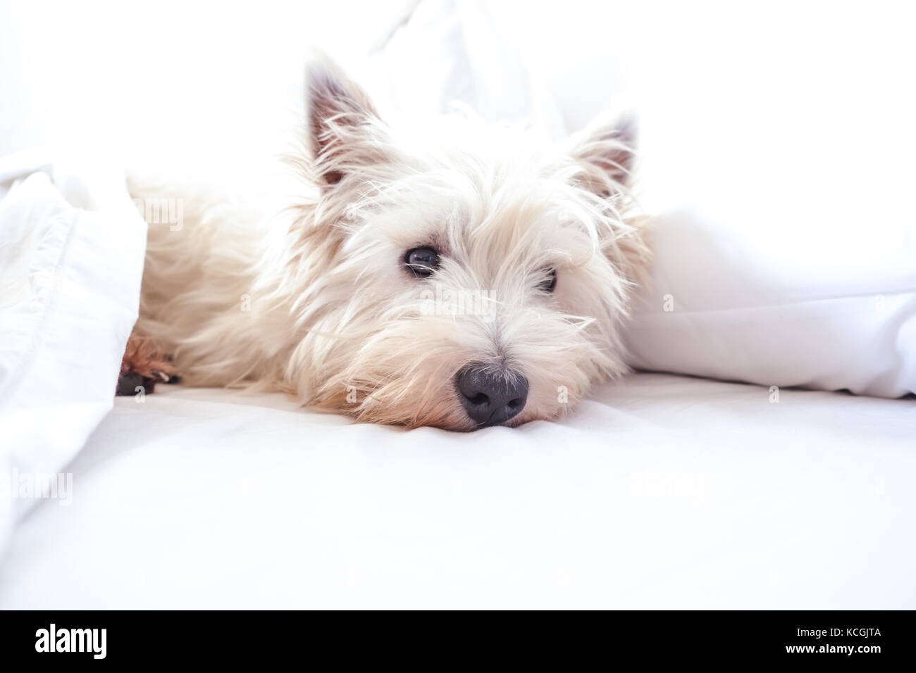 Chiave di alta immagine del West Highland White Terrier westie cane nel letto con cuscino e fogli con spazio di copia Foto Stock