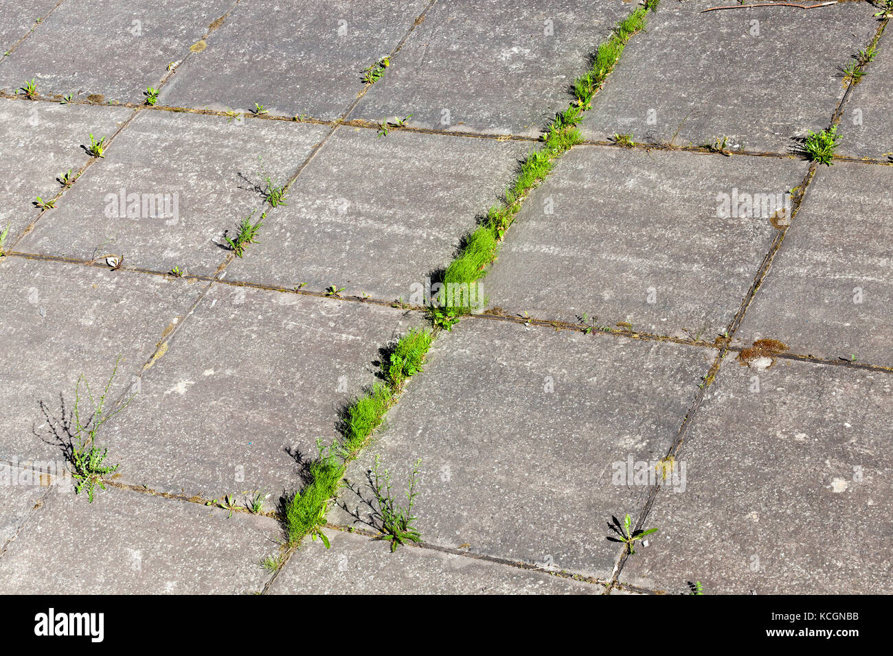 L'erba cresce attraverso le lastre di cemento della strada per il traffico pedonale. close-up Foto Stock