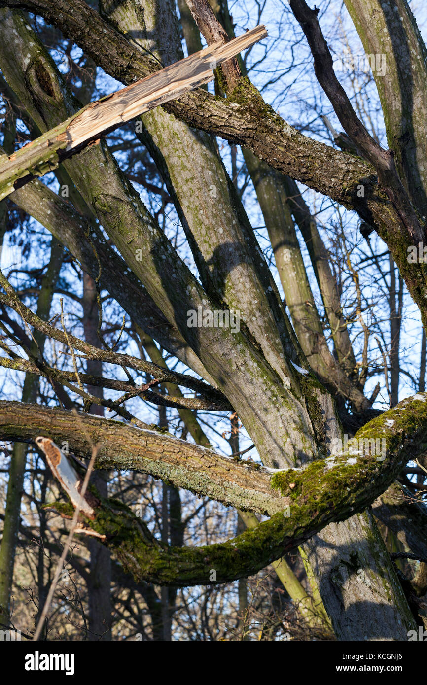Close-up di corteccia di un albero che cresce nella foresta. piccole profondità di campo sul tronco ci sono verdi outgrowths di stampo, MOSS e così via Foto Stock
