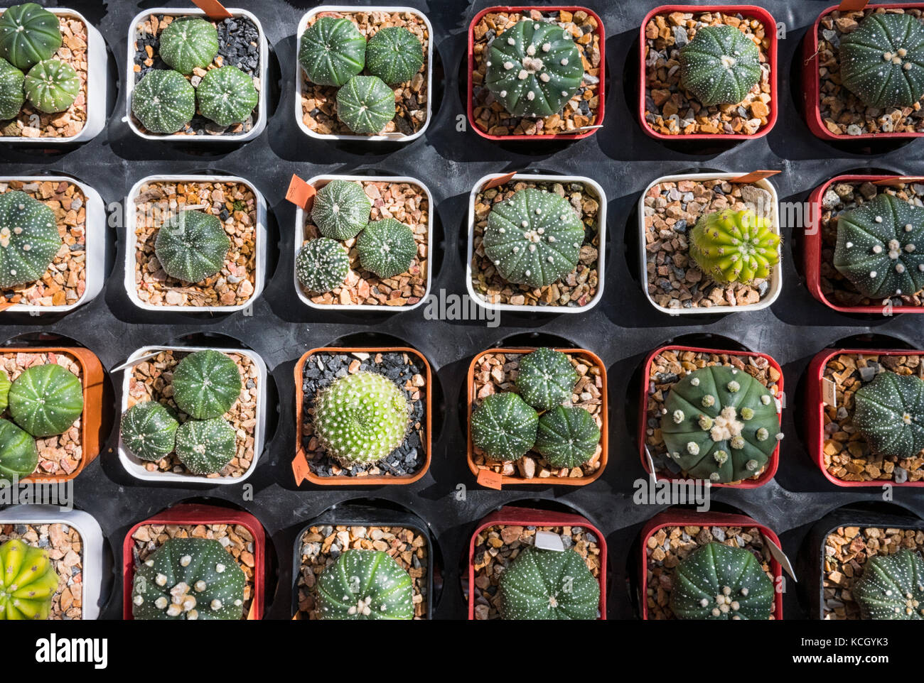 Varietà di piccoli cactus nel recipiente in plastica vivaio Foto Stock
