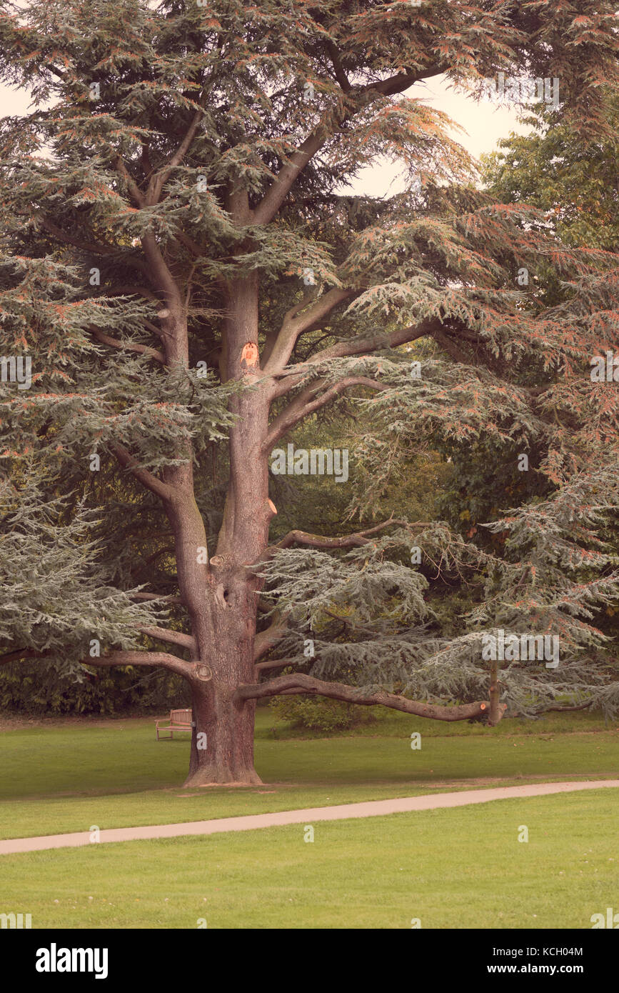 Pino antico albero di Yew nel parco del castello di Hever nel Surrey, Inghilterra Foto Stock