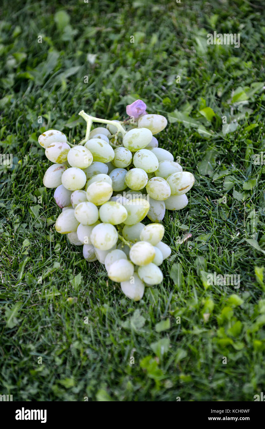 Freschi organici raccolti maturi uva bianca su una mossa erba,immagine di un Foto Stock