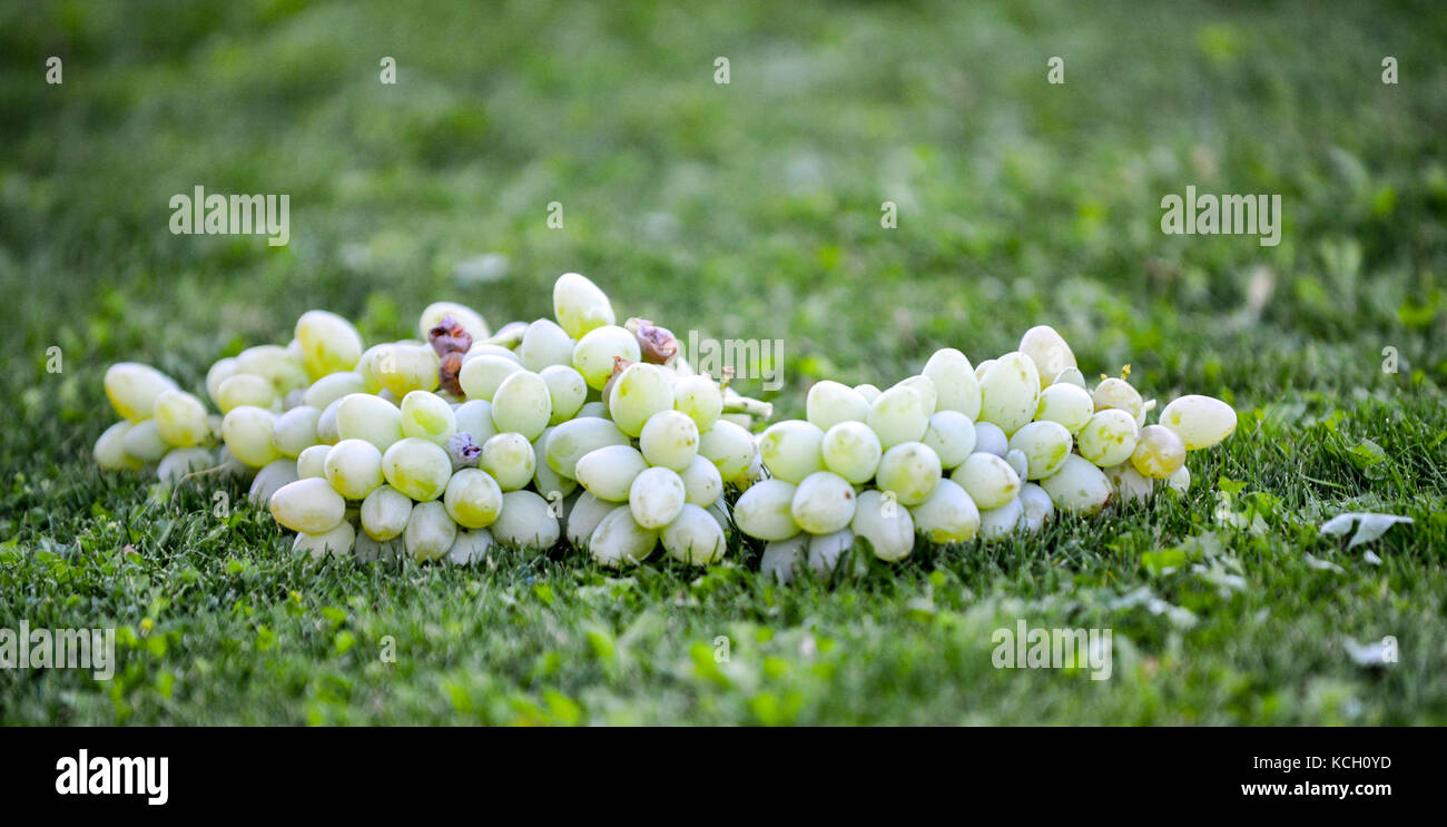 Freschi organici raccolti maturi uva bianca su una mossa erba,immagine di un Foto Stock