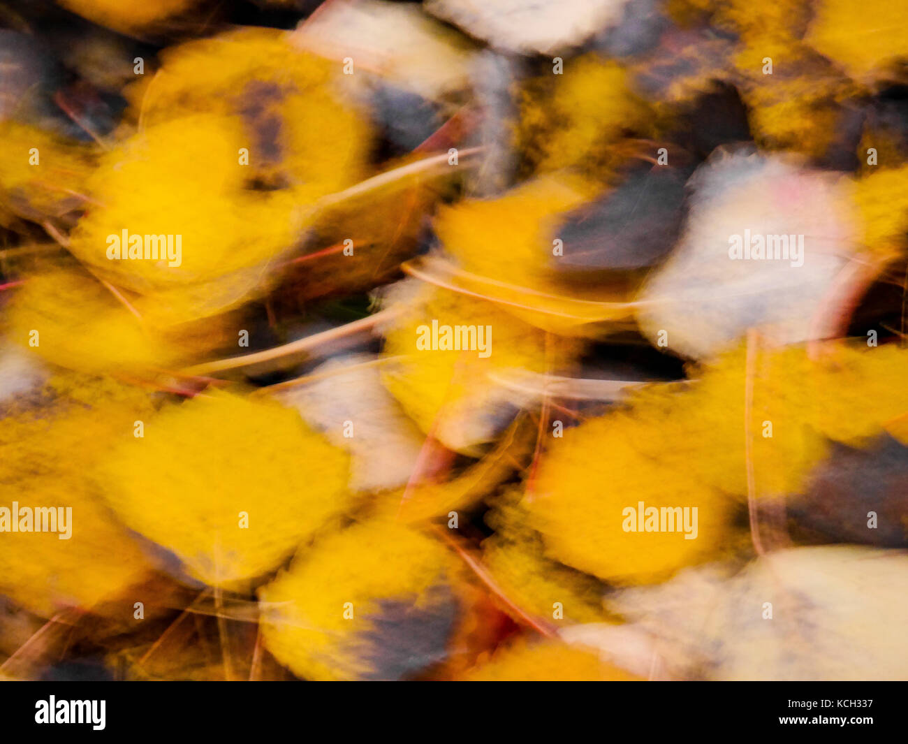 Il giallo lascia fuori fuoco come sfondo. Foto Stock