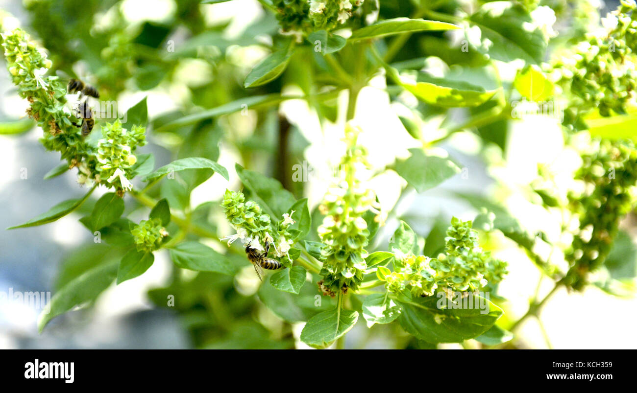 Ape su il campo di basilico con fiori le erbe per aromaterapia immagine di un Foto Stock