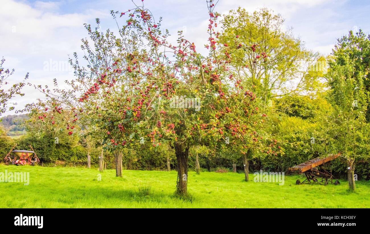 Albero di mele in un frutteto nel Devon, in Inghilterra. Foto Stock