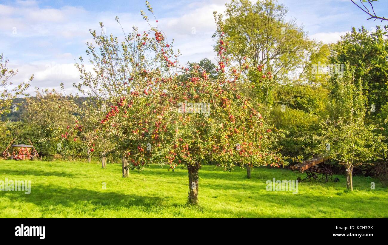 Albero di mele in un frutteto nel Devon, in Inghilterra. Foto Stock