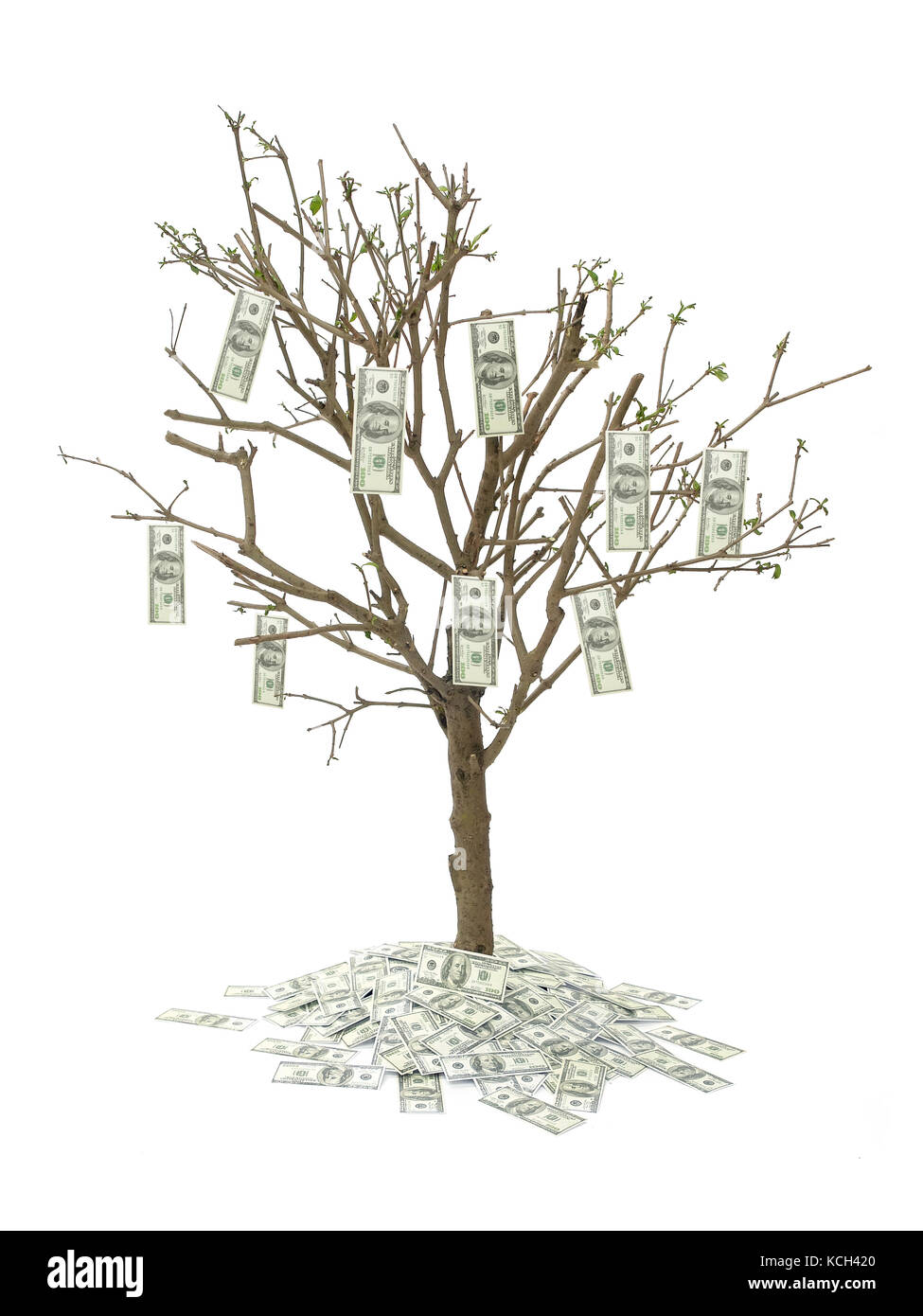 Un centinaio di dollari di albero su sfondo bianco Foto Stock