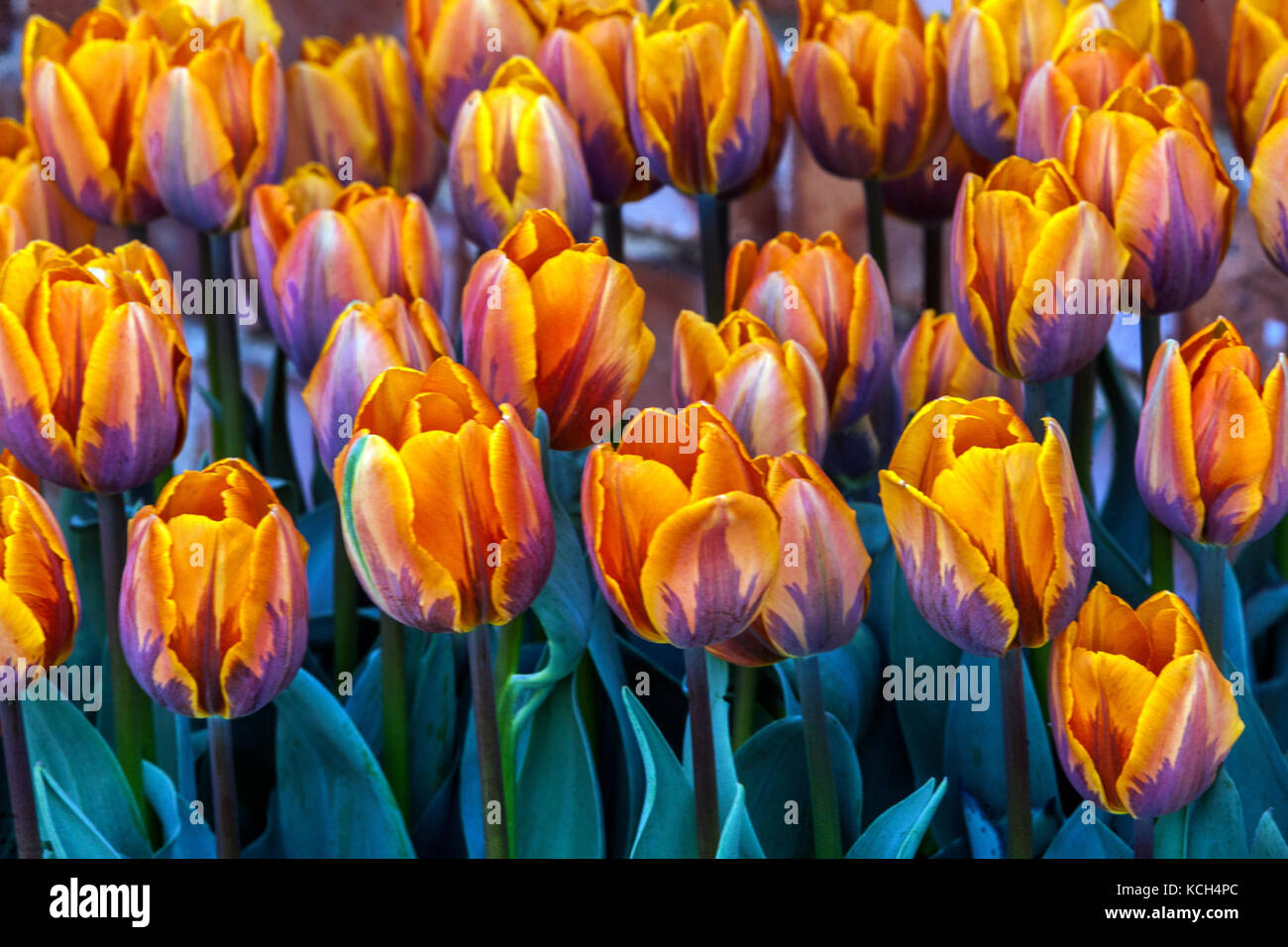 Giardino fiorito di tulipani, Tulipa ' Printes Irene ', tulipani arancioni 'Princess Irene' Foto Stock