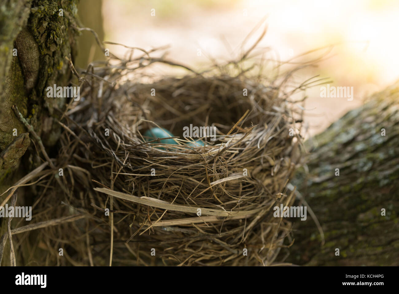 Blue robin uova nel nido di uccelli nella struttura ad albero Foto Stock