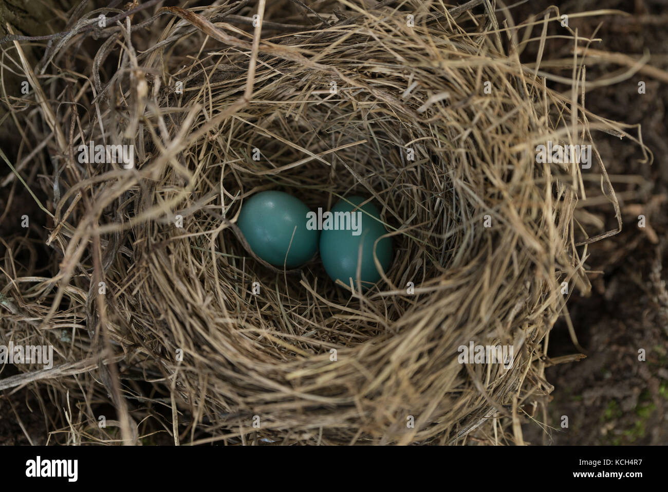 Blu due uova nel nido di uccelli di un robin Foto Stock