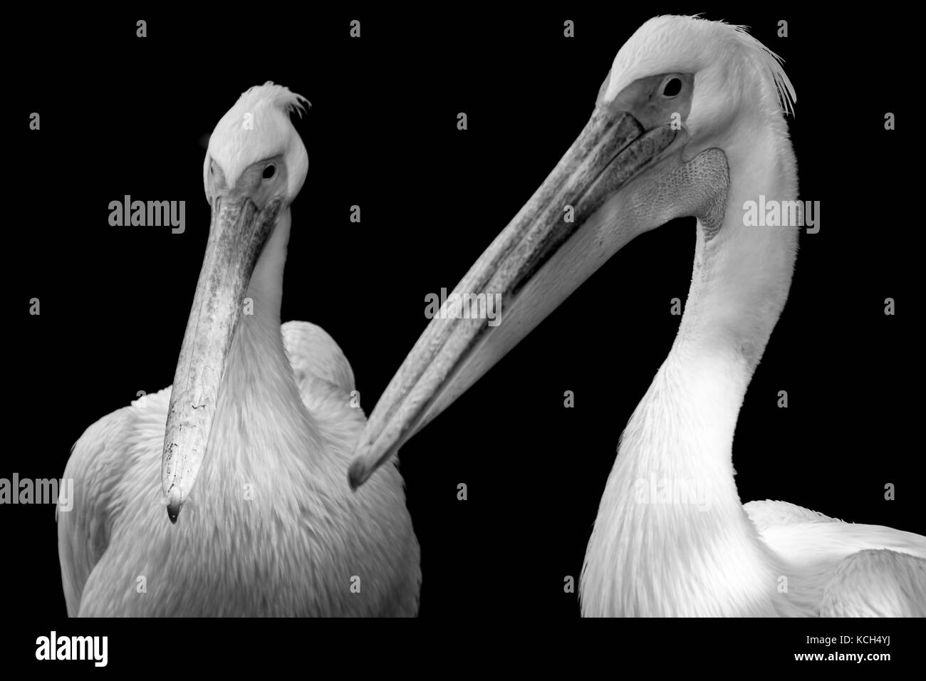 Una coppia di pelican Foto Stock