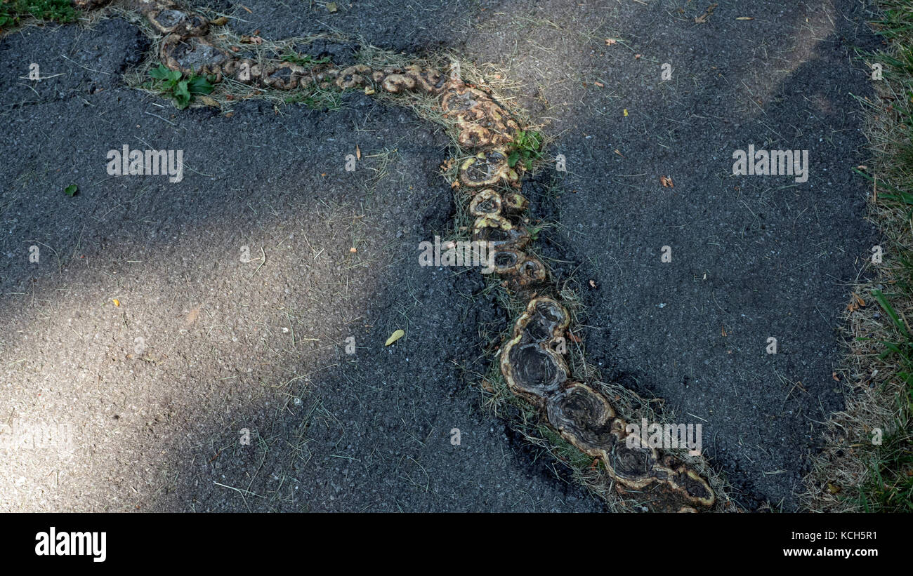 Radici ultime thru pavimentata a piedi. Foto Stock